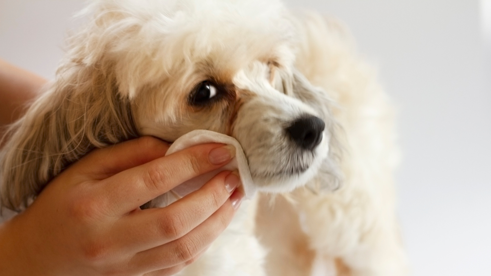 How To Prevent Dog Tear Stains Angels Eyes Online