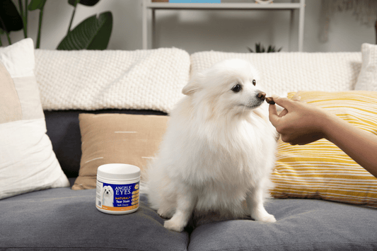 dog taking angels' eyes tear stain chew