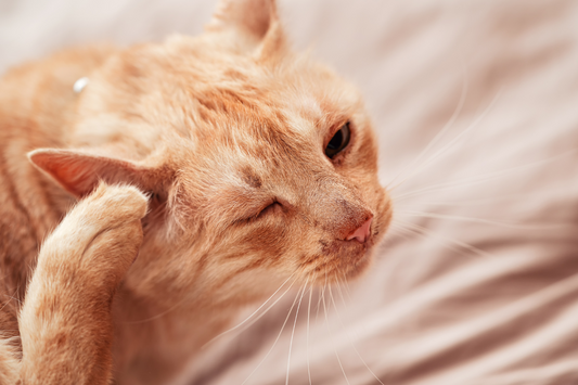 tabby cat itching eyes