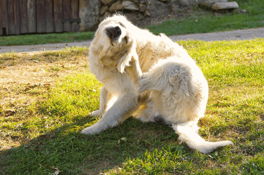 White dog itching ears