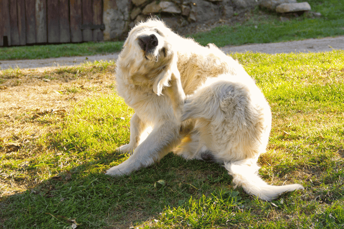 Why Your Dog’s Ears Are Itchy and How to Soothe and Clean Them